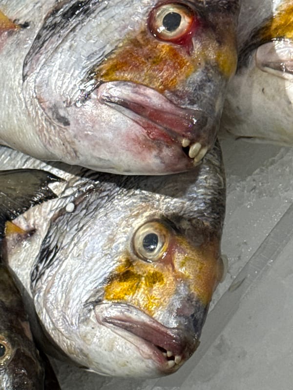 Fish market display captured in Dubai evening hours