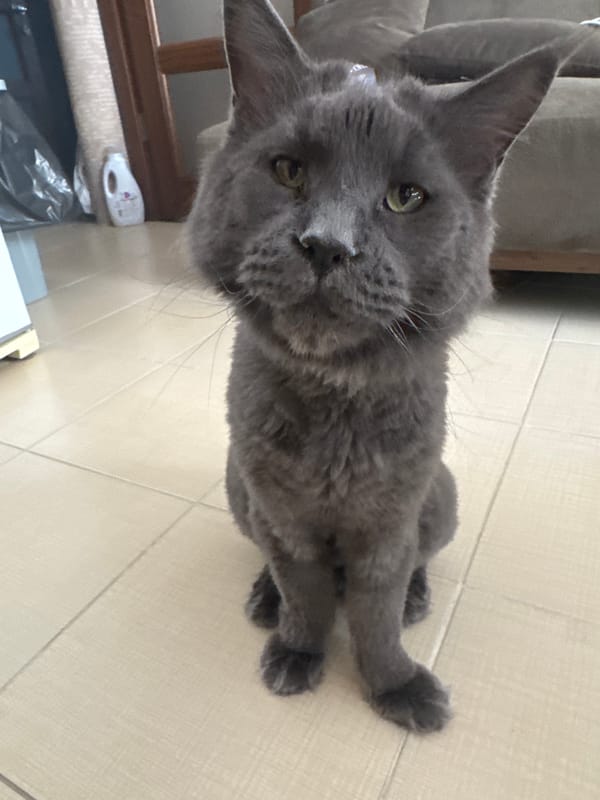 Domestic cats spotted in multiple Gölbaşı homes Sunday afternoon