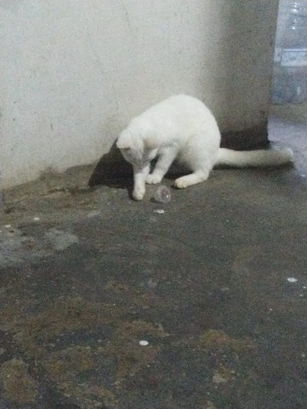 Cats play and drink on concrete floor in indoor space