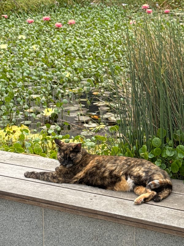 Cat sleeps on bench by flower-lined pond in Tel Aviv