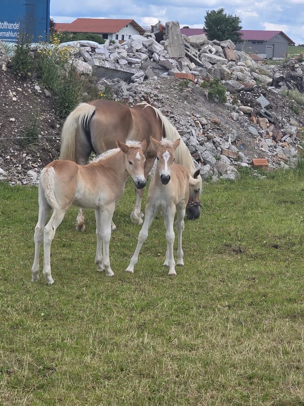 Haflinger mare and foals spotted grazing in Unterthingau