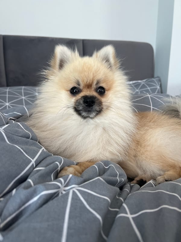 Pomeranian lounging indoors, calm Black Sea views outside