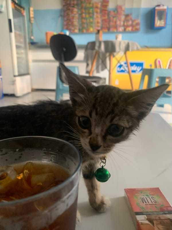 Morning moments with kittens and street scenes in Bekasi