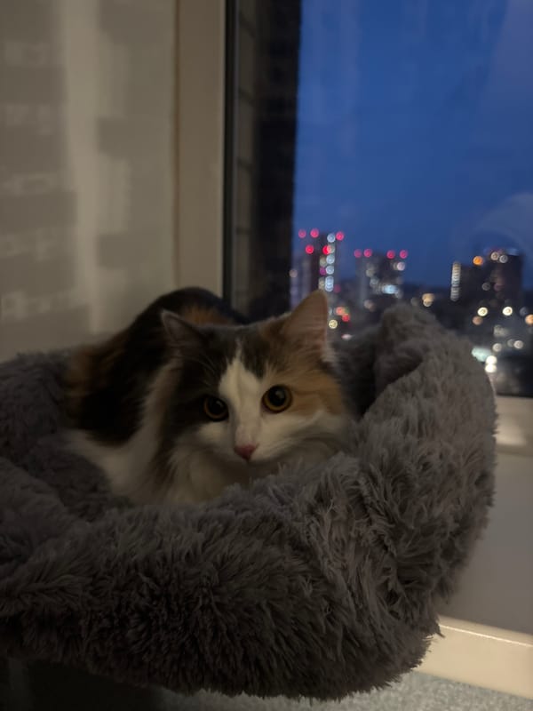 Quiet evening moments captured in Perm apartment setting