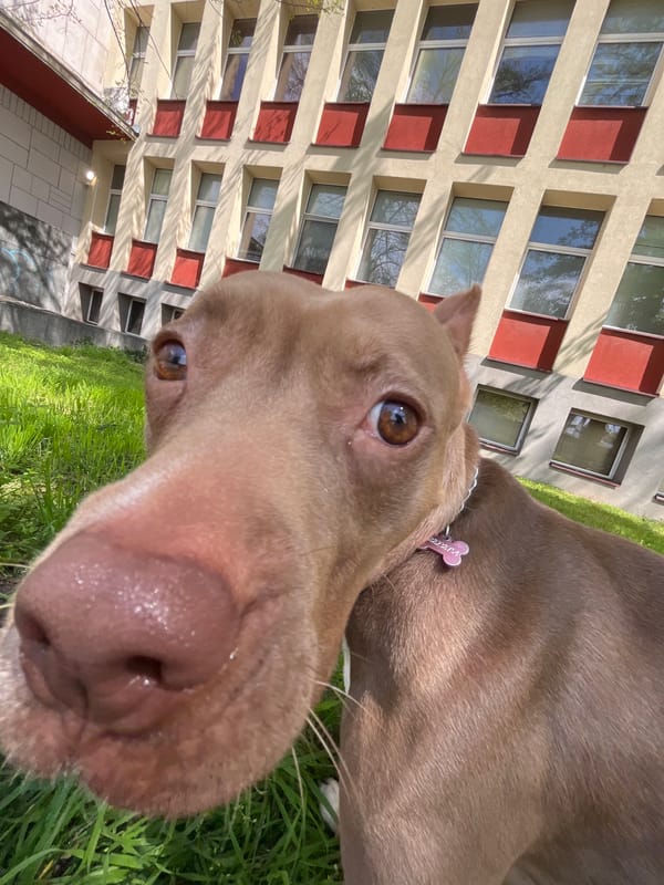 Pit bull spotted in two Plovdiv locations within minutes