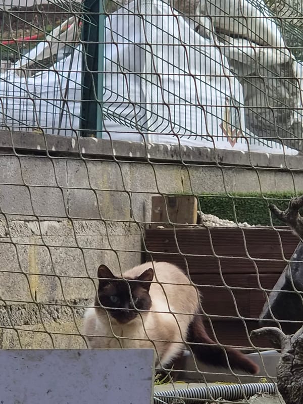 Nature spotting documented in Differdange: cat, ivy, bird