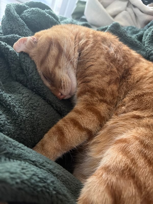 Orange tabby cat sleeps peacefully on green blanket