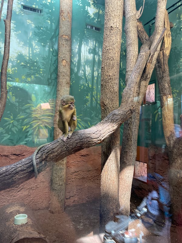 Primate observed in artificial forest enclosure