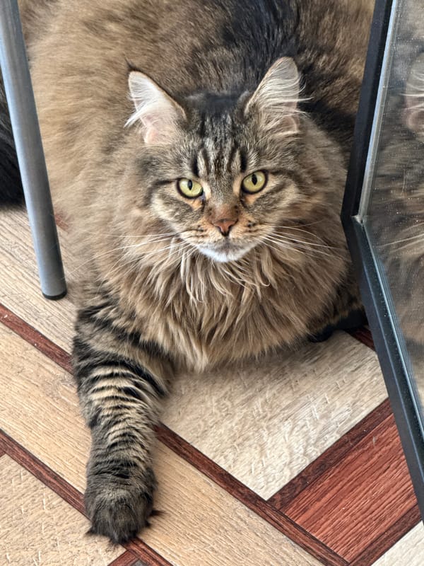 Tabby cat rests under glass table in Izhevsk home