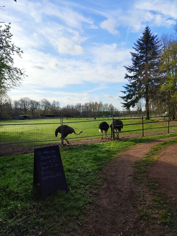 Ostriches spotted in commercial enclosure in Mettlach, Germany