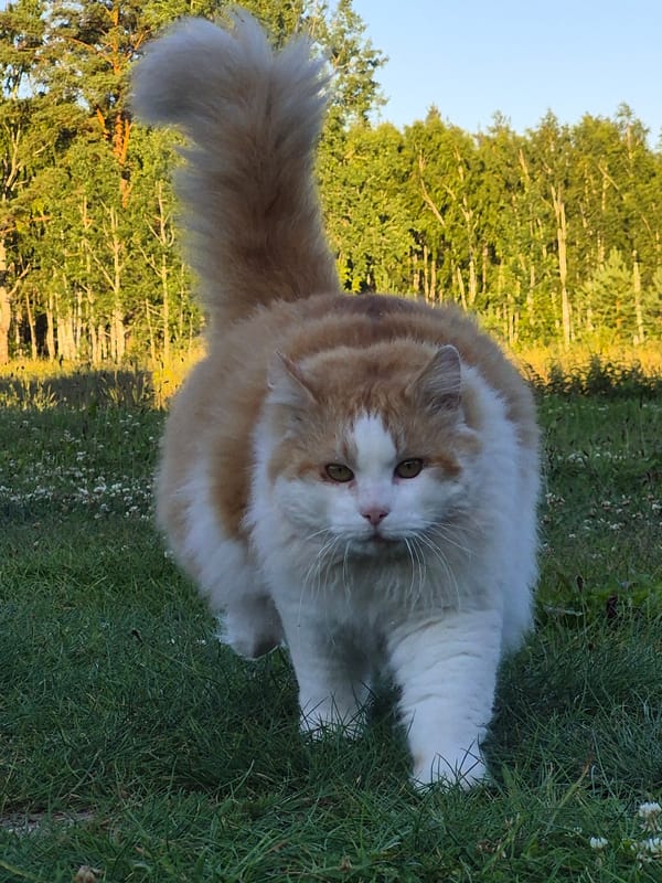 Lazy summer afternoon with a cat in an Estonian garden