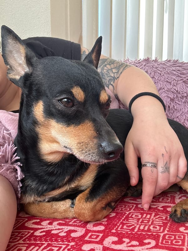 Pet owner documents quiet morning moments in Bulgarian village