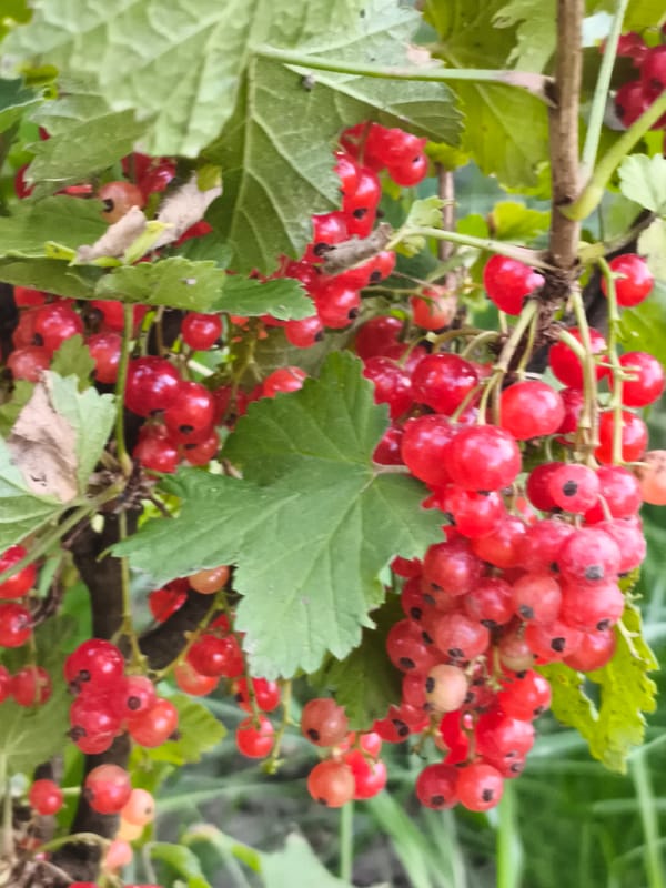 A Moldovan garden in full summer bloom, fruit and all
