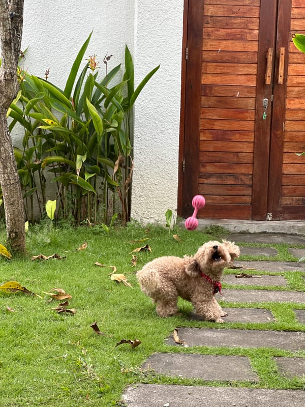 Dog plays in garden while kite flies overhead in Dalung