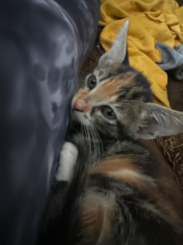 Kitten caught napping on laps in Arica, Chile