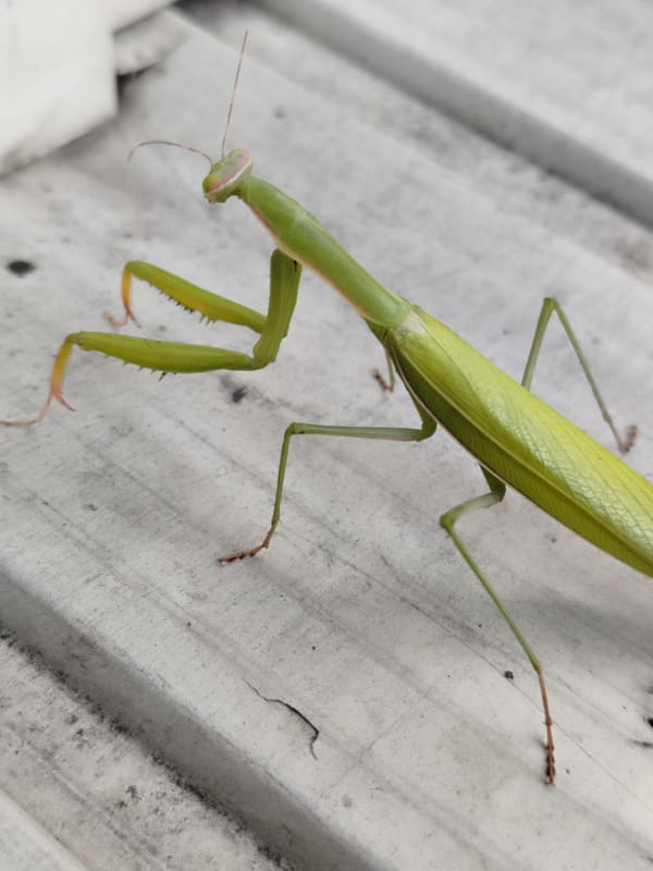 Bright green praying mantis explored across surfaces near a sunlit hallway