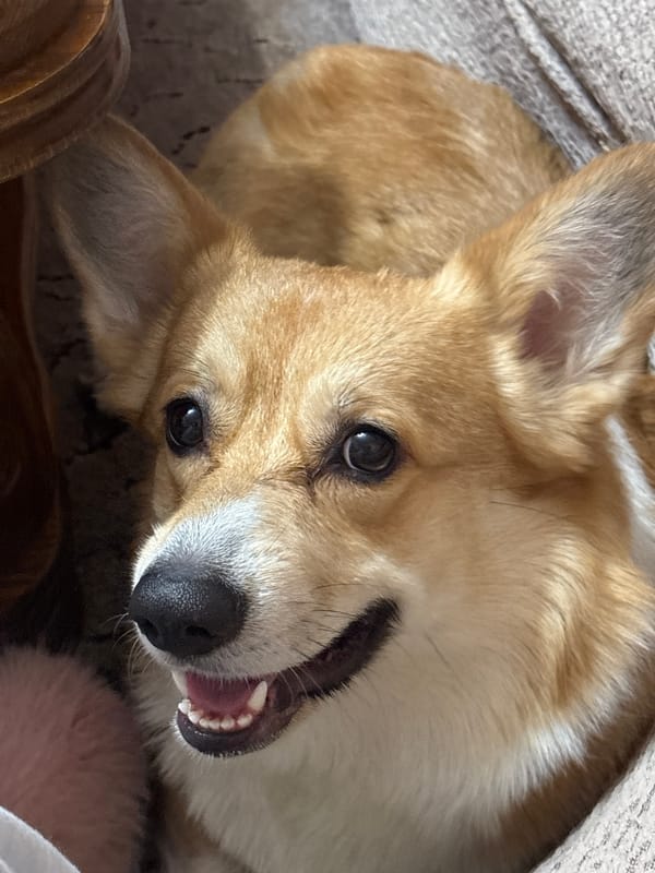 Corgi dog photographed upside down in Krasnoyarsk