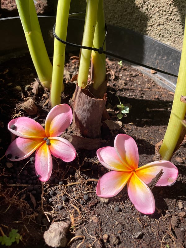 Various flowers documented in coordinated location within one-minute span