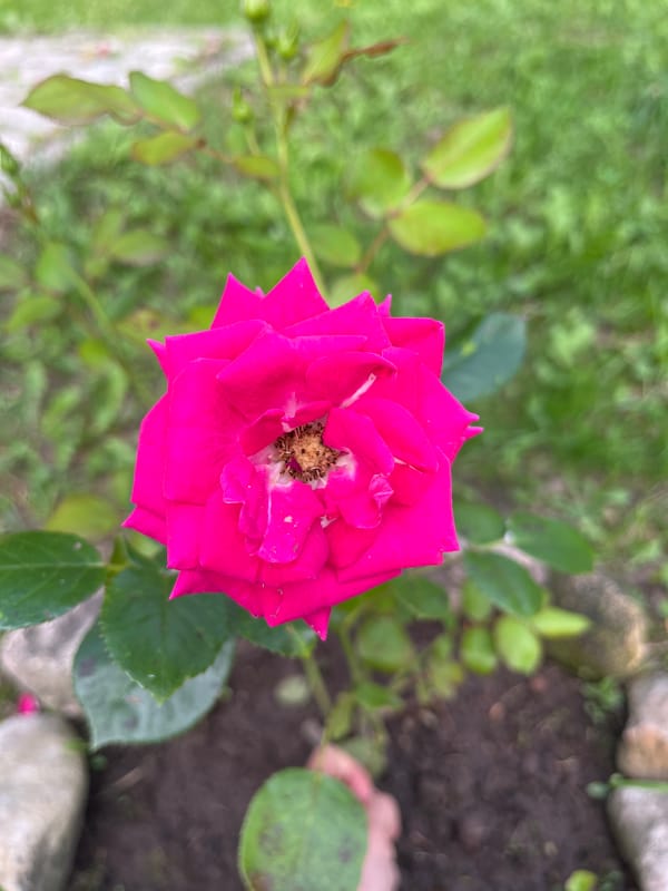 A Russian garden in full summer bloom, flower by flower