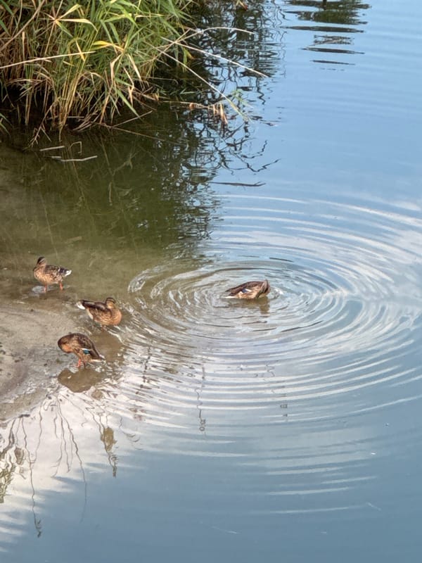 Ducks at the water's edge near Rostov-on-Don