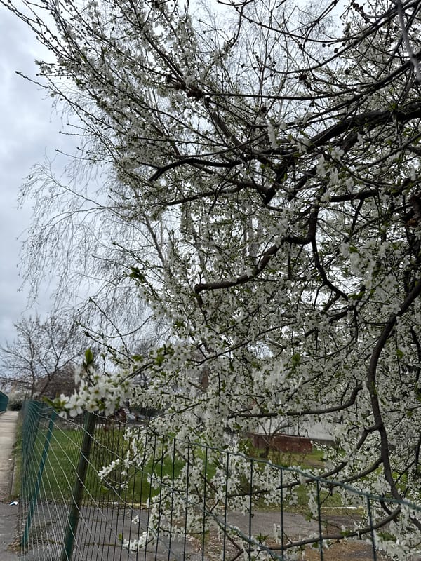 Person holds container of coated sticks near blooming trees