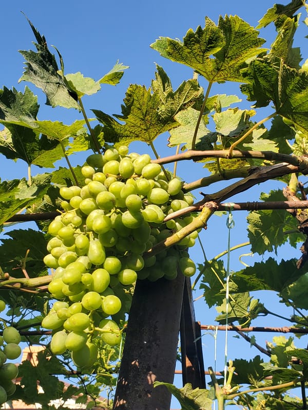 Summer garden in Chornomors'ke: fruit, vines, and flowers up close