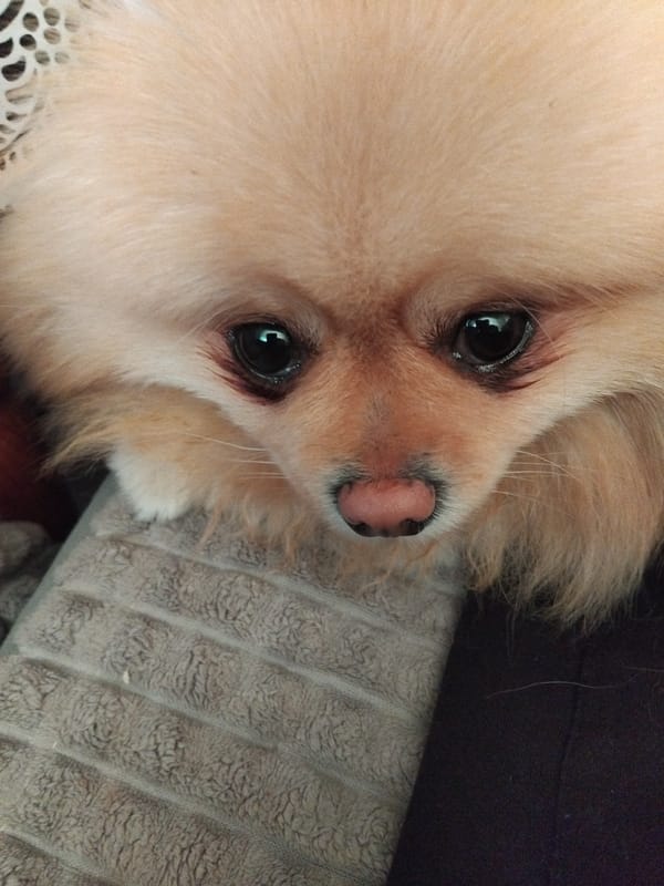 Pomeranian dog photographed relaxing on blanket in Apriltsi, Bulgaria