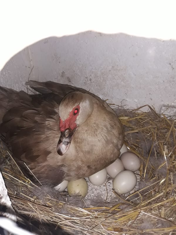 Duck, hen with chicks, and lizard in a backyard animal series