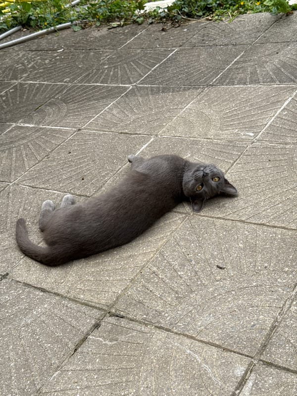 Cats lounge on Sofia patio as woman takes selfies