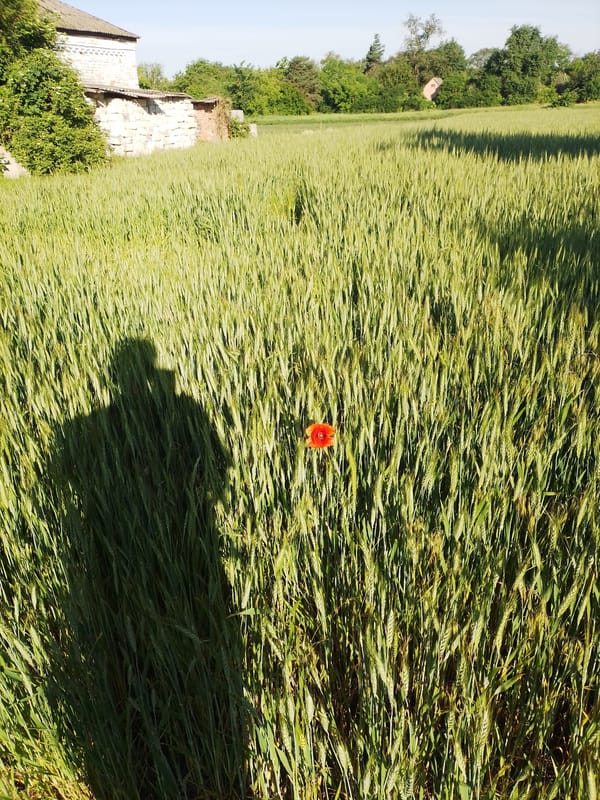 Rural Ukrainian morning: cats, chickens, poppies in Ustyvytsia farmyard