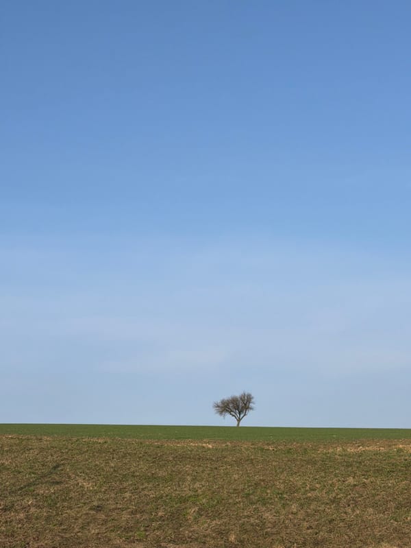 Bare tree stands alone in Austrian field under clear skies