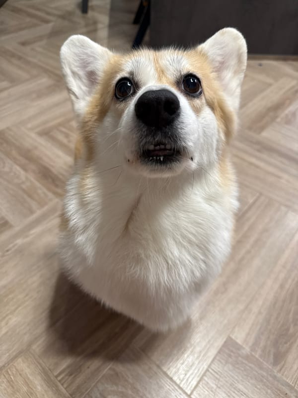 Corgi dog observed indoors in Krasnoyarsk, Russia