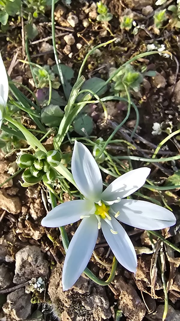 White flower blooms in sparse ground vegetation in Lovech