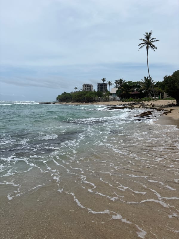 Monitor lizards fight, crabs spotted on Thalaramba beach morning