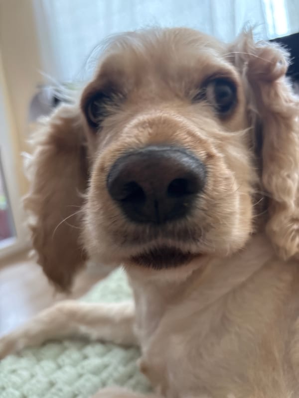 Floppy-eared dogs up close, resting easy