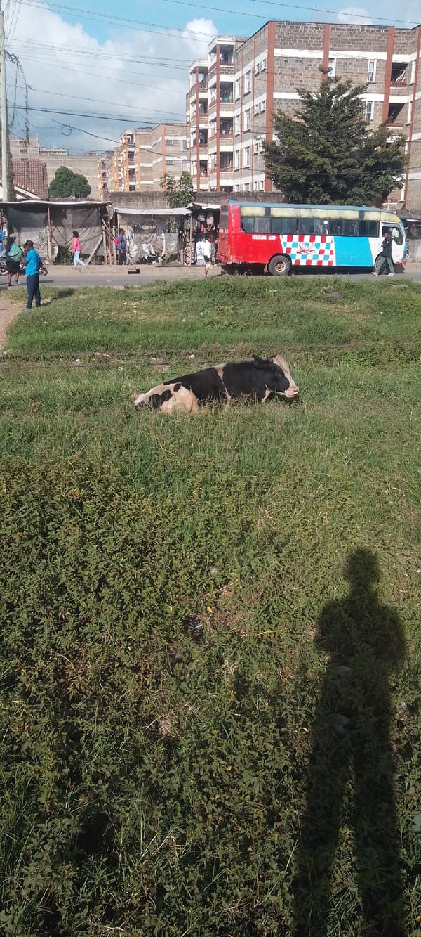 Early morning street life documented across Nairobi neighborhoods