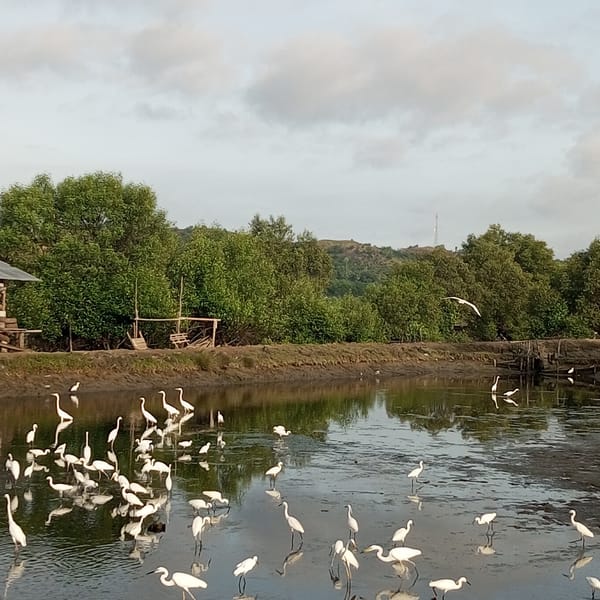 White egret flock observed in Lhokseumawe mangrove wetlands
