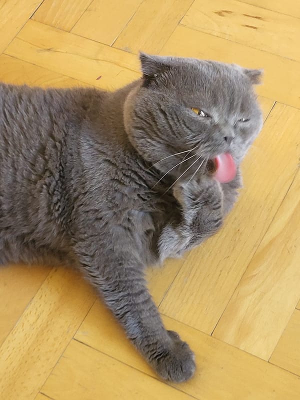 Grey cats grooming and lounging at home