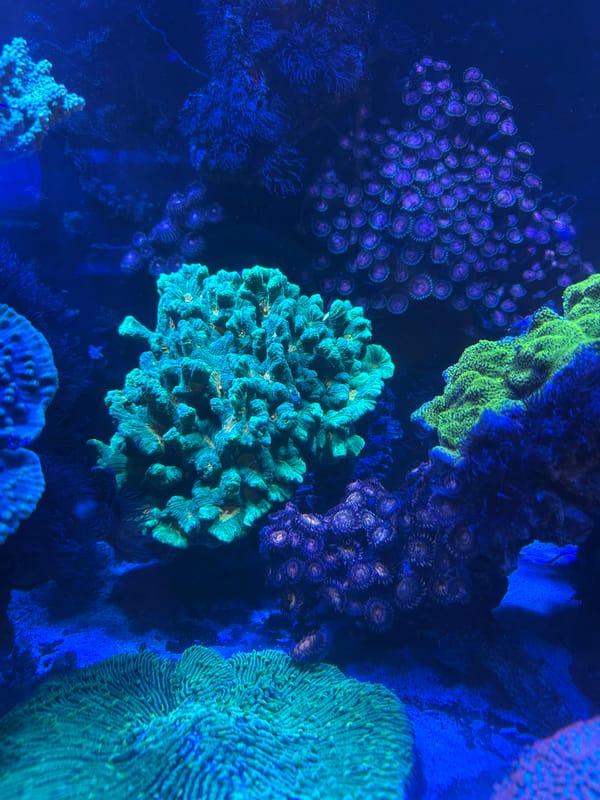 Tropical fish activity documented at Puebla aquarium exhibit