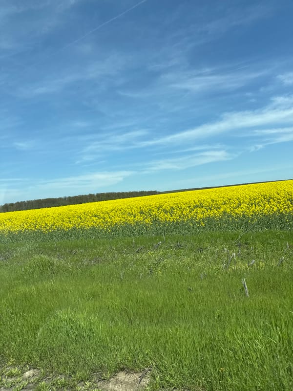 Yellow flower field observed in rural Bulgaria countryside