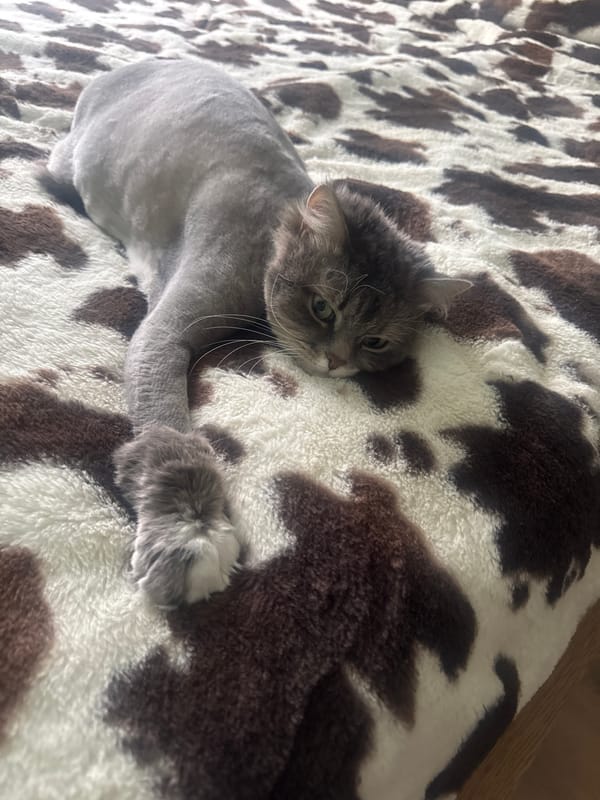 Gray cat with lion cut rests on cow-print blanket