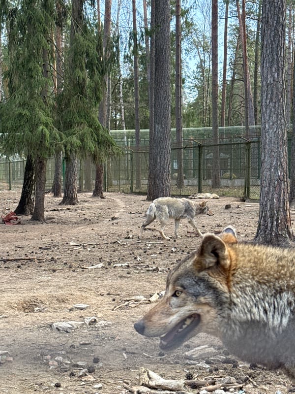 Wolf observed in zoo enclosure in rural Belarus