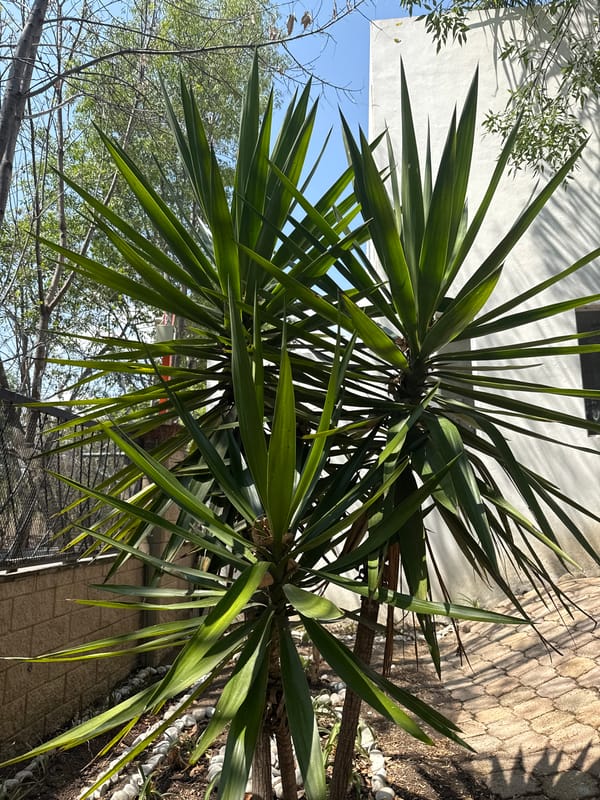 Dog walker strolls through blooming jacaranda-lined streets in Mexico
