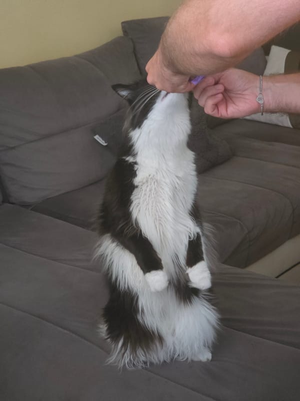 Fluffy cat stands up for a treat on the couch