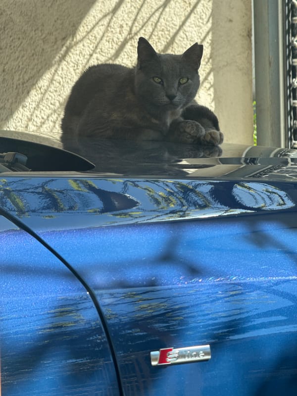 Gray cat sits on dark blue S line vehicle
