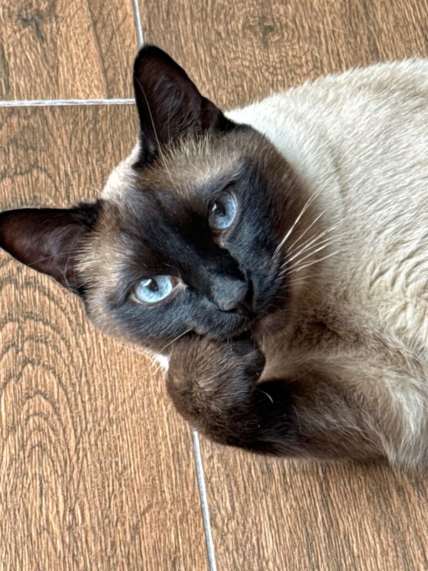 Siamese cat photographed in multiple poses in Steklyannyi, Russia