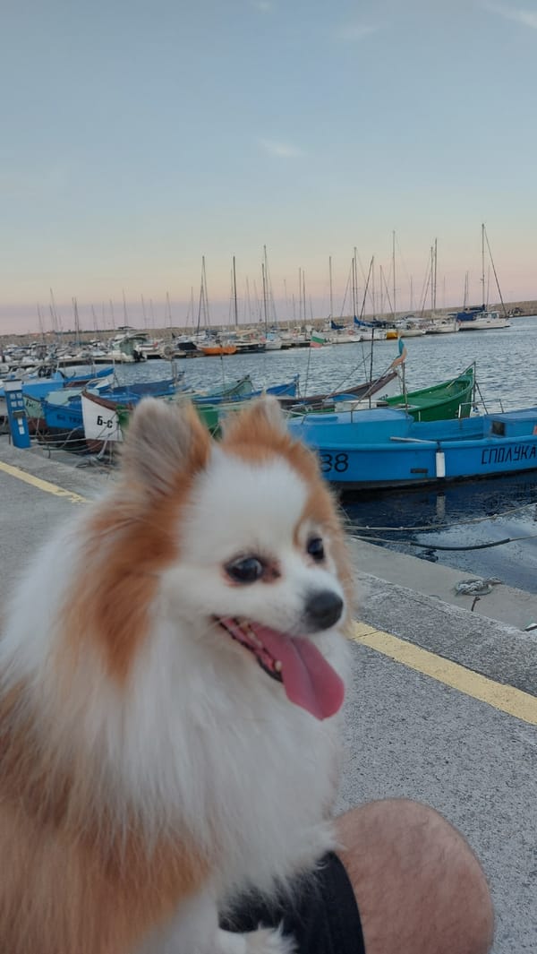 Dog at the dock, fishing boats at dusk in Burgas