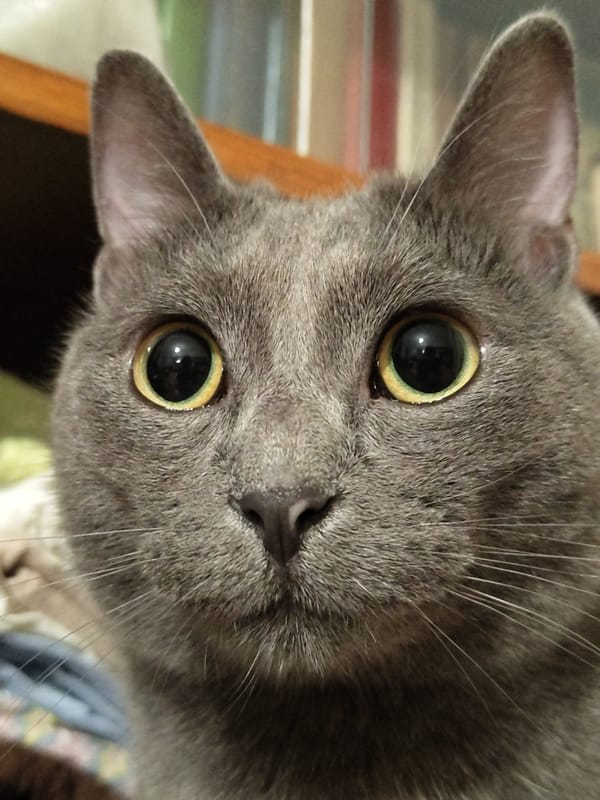 Close-up portraits of several cats, eyes front.