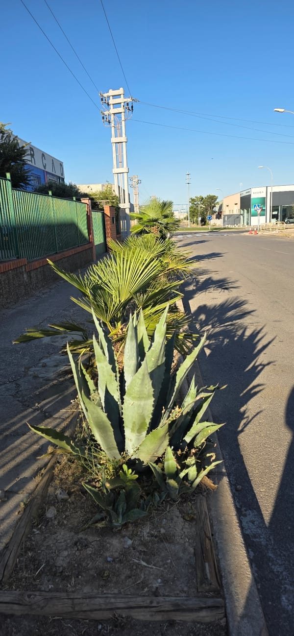Street-level details from a Huesca neighborhood, July evening