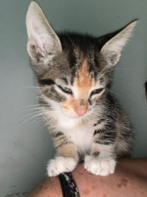 Tabby kitten documented in multiple indoor locations in Arica